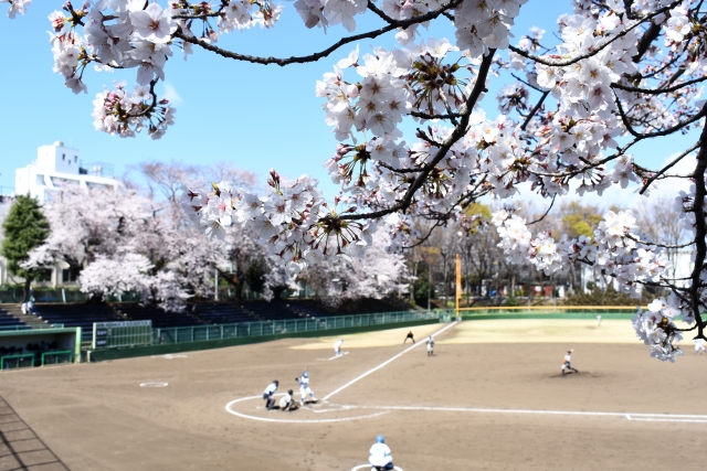 桜と球場
